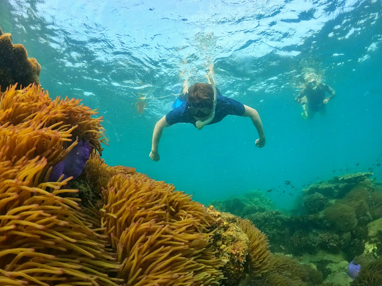 Snorkler svømmer over korallrev med oransje anemone i klart vann ved Phu Quoc