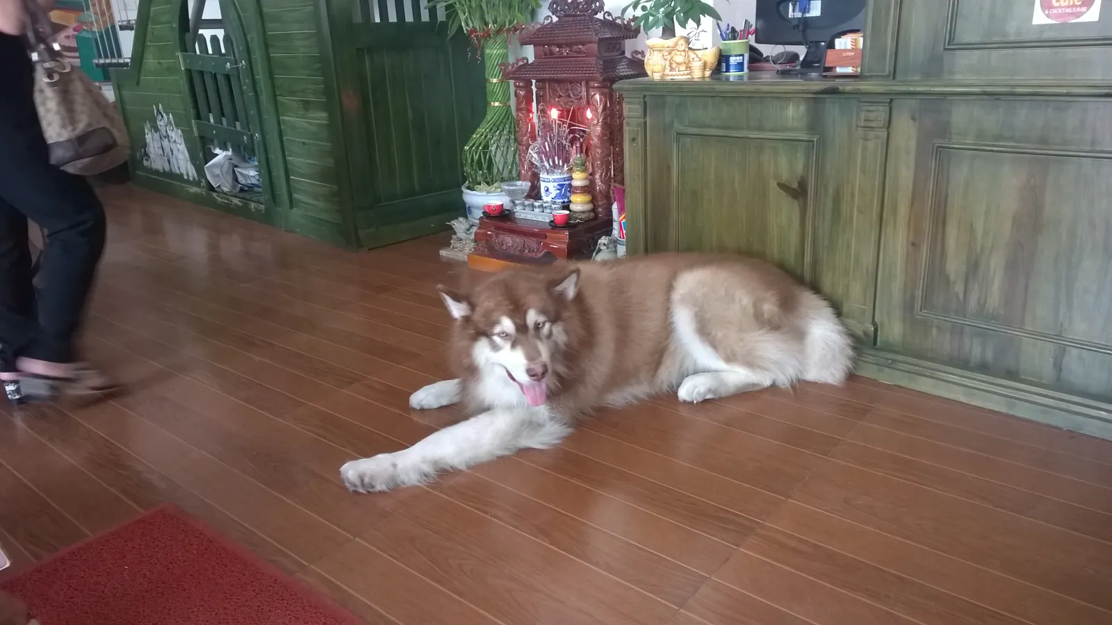Stor brun og hvit hund som ligger på tregulvet i en kafé ved Tay Ho i Hanoi