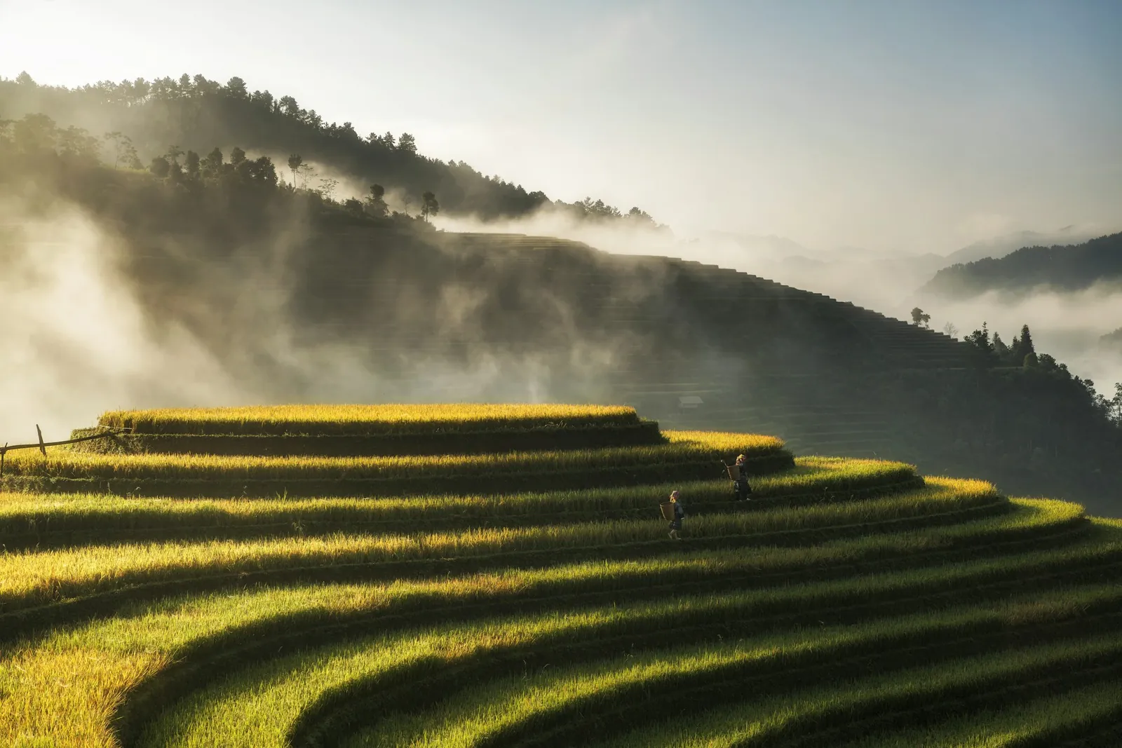 Gylne risterrasser ved daggry i Mu Cang Chai