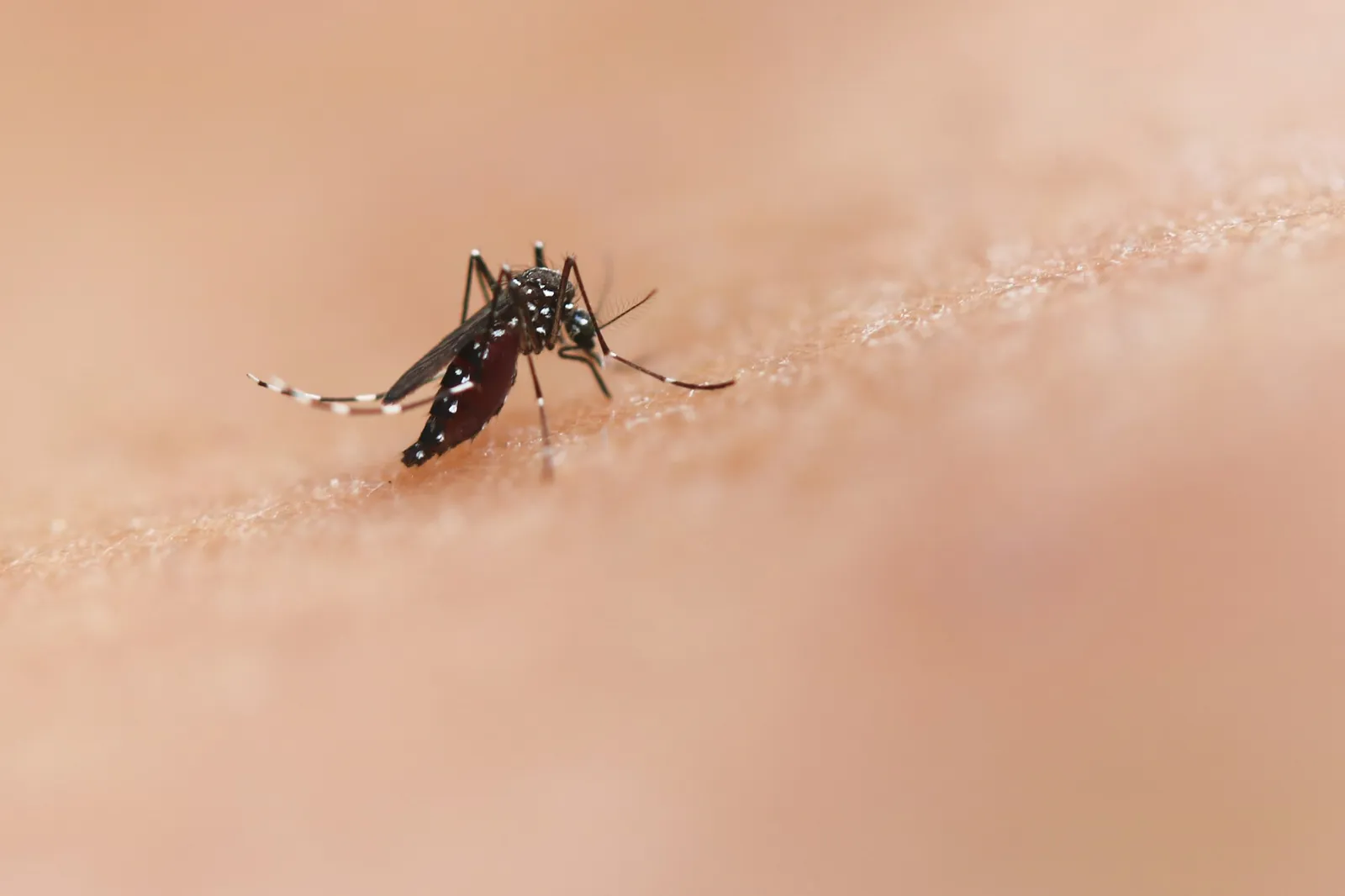 Nærbilde av en stripet tigermygg (Aedes) som suger blod fra menneskehud
