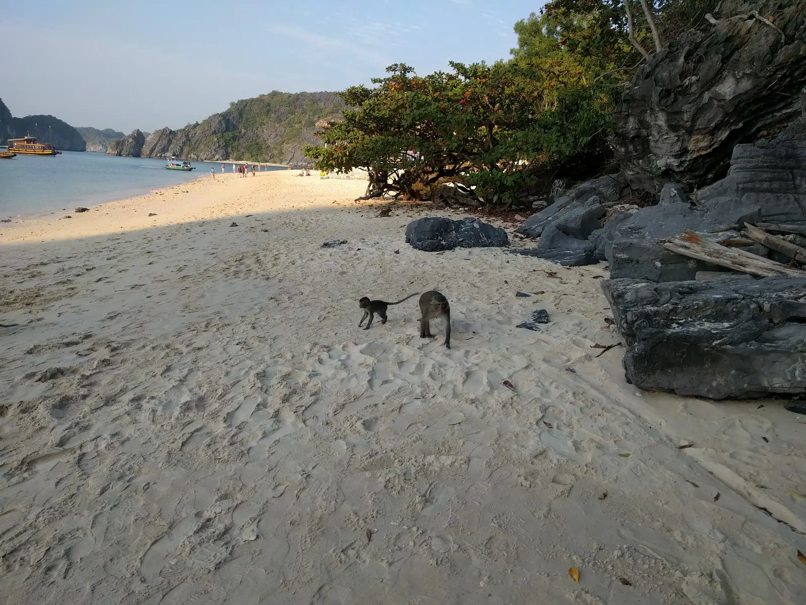 To makaker på sandstranda på Monkey Island ved Cat Ba, med kalksteinsøyer i bakgrunnen