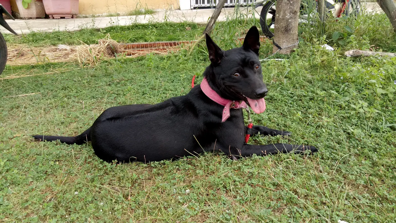 Svart Phu Quoc-hund med rød halsbånd ligger i gresset i Vietnam