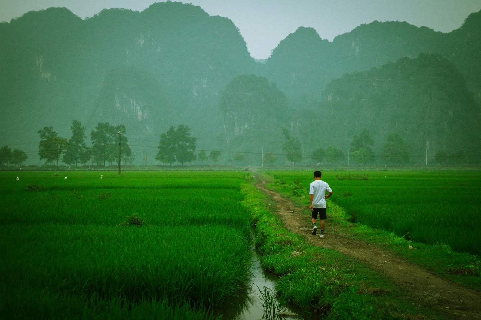 Grønne rismarker og kalksteinsfjell i dis ved Ninh Binh