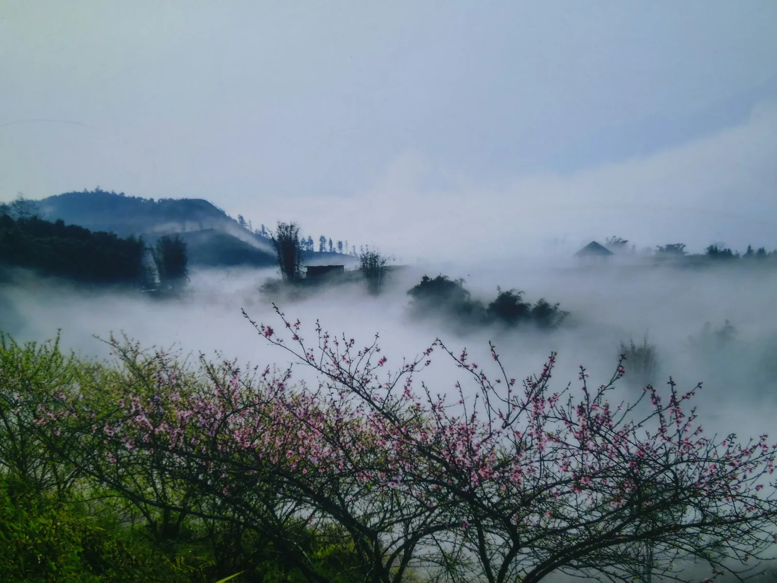 Tåkehav og blomstrende fjellsider i Sapa-fjellene